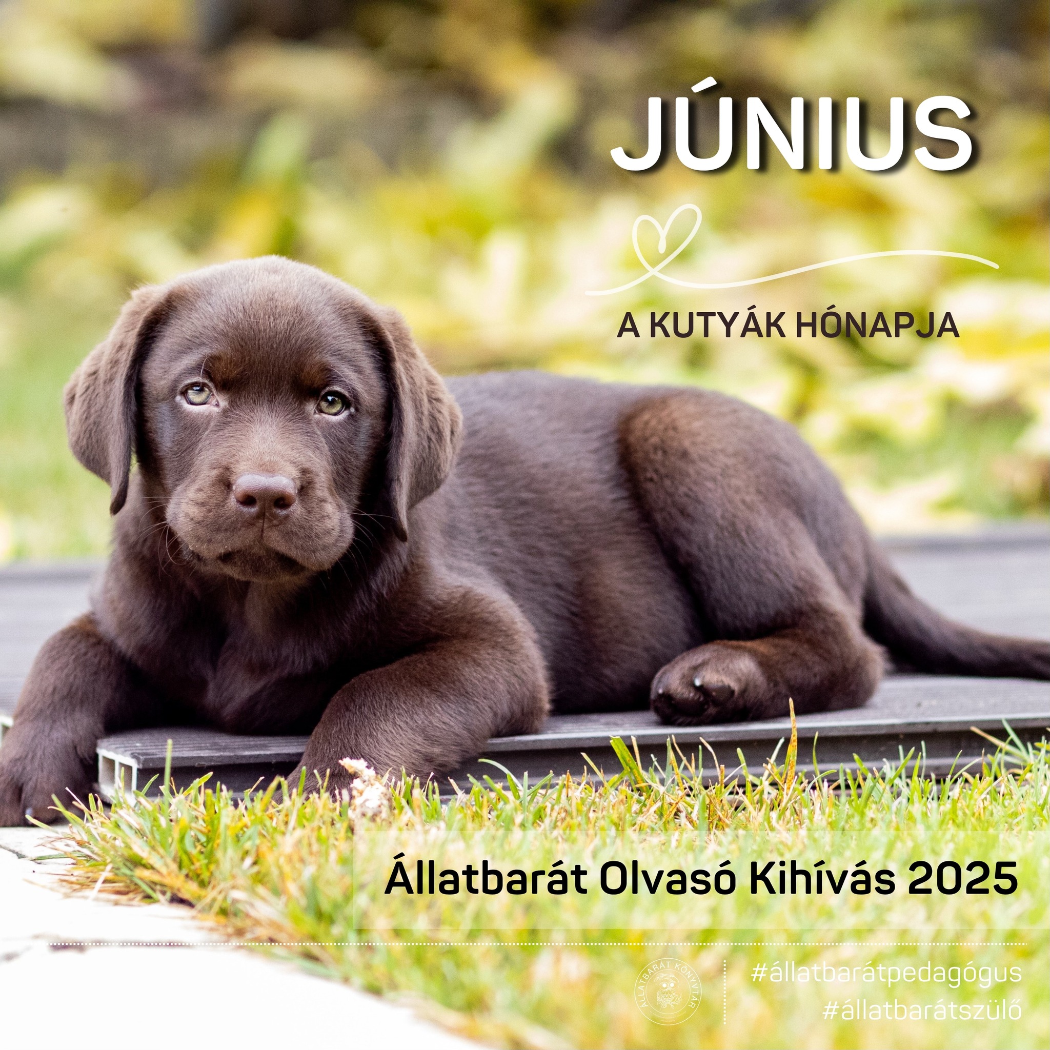 Állatbarát Olvasó Kihívás június